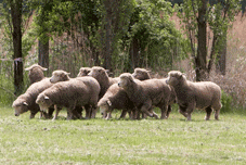 kolekce ovcí na Národní výstavě v Přerově